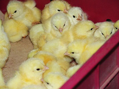 Бизнес идея: разведение и продажа цыплят бройлеров