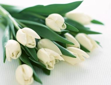 Особенности цветочного бизнеса или сколько можно заработать на продаже цветов 8 марта