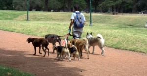 Услуги по выгулу собак – бизнес идея для любителей животных