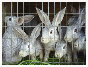 Бизнес идея:  разведение кроликов