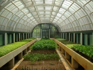 Бизнес план по выращиванию овощей