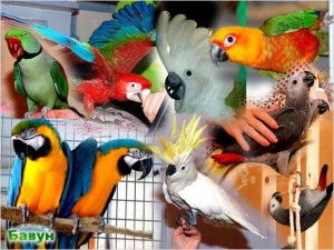 Бизнес идеи: Продажа попугаев