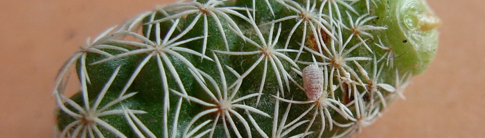 Методы борьбы с вредителями кактусов